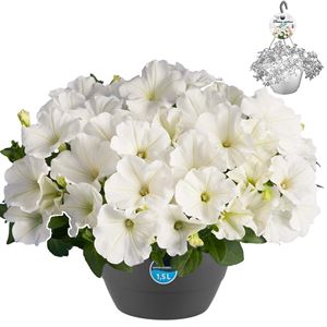 Afbeelding van HP27 o.kl. Petunia White